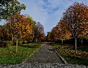 Sorbus aria Magnifica-AdobeStock_676239257.webp