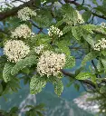 -Sorbus aria Magnifica-AdobeStock_273198084.webp