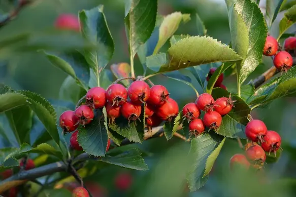 Sorbus aria Magnifica-AdobeStock_126556854.webp