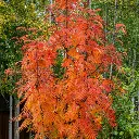 Sorbus Dodong-1.webp