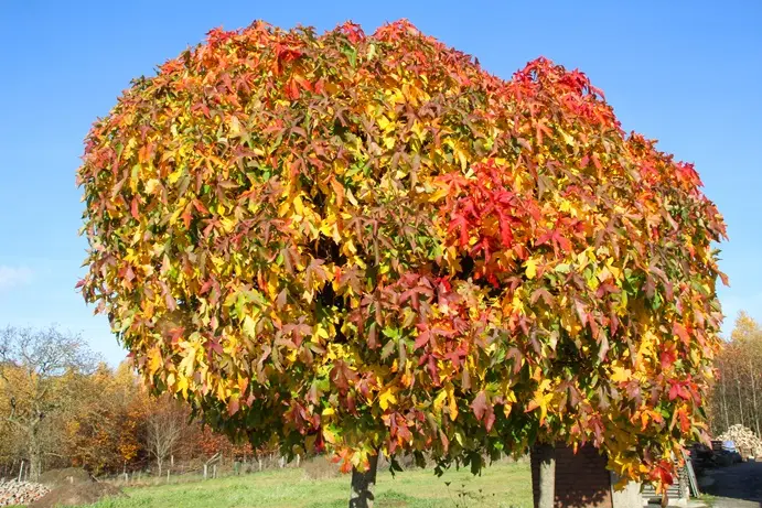 Liquidambar styraciflua Gumball-AdobeStock_240535505.webp