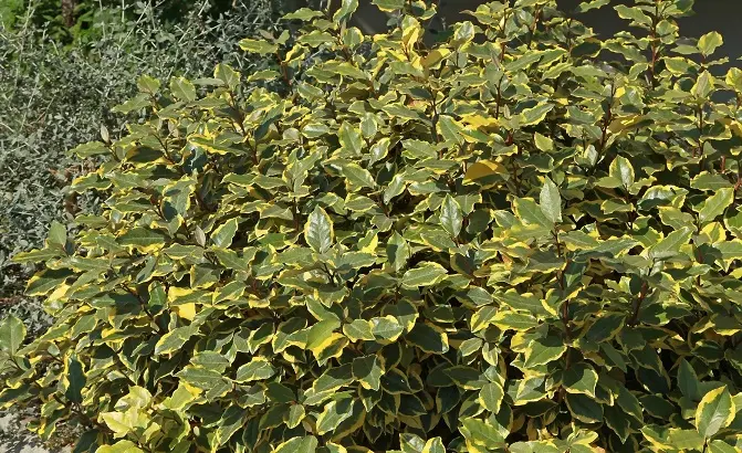 Elaeagnus ebbingei Viveleg-AdobeStock_342267359.webp