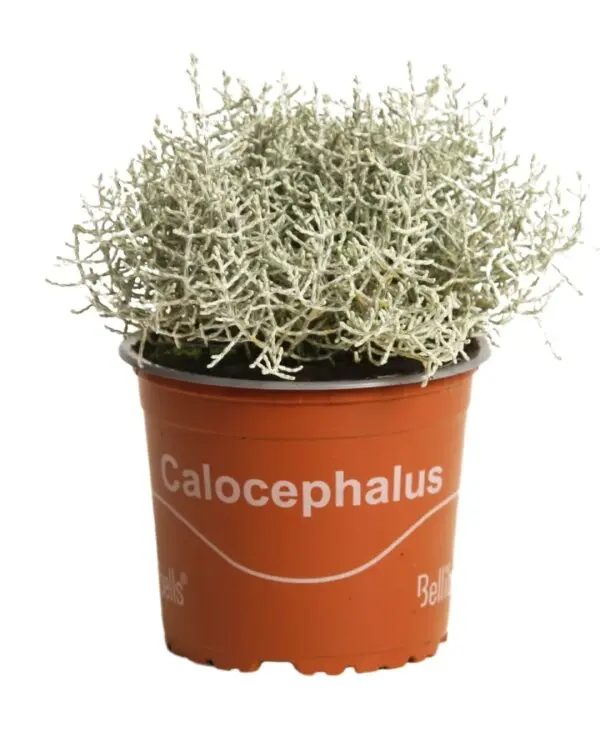CALOP13_H_F000_98.webp
