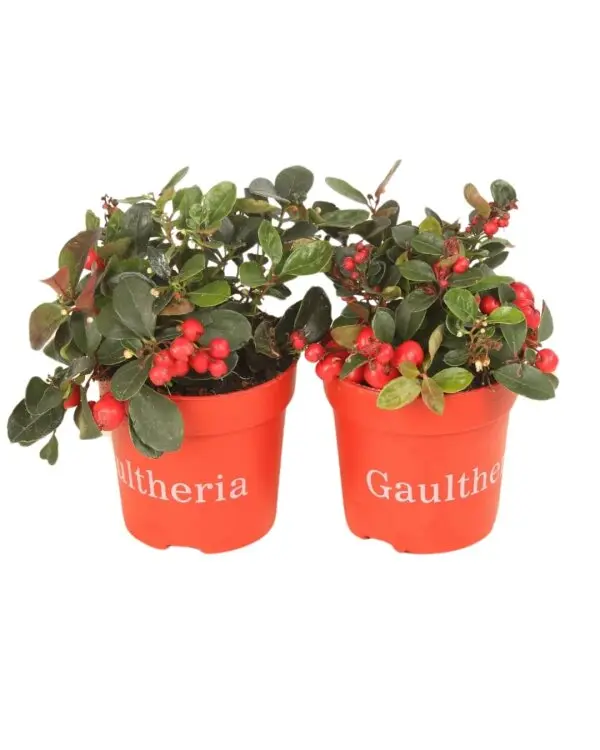 GAULBBEP10.5_881895_F000_98.webp
