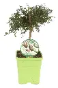 MICRAUSMTP15_H_F000_99.webp