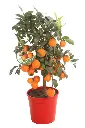 CITRLROMTP22_H_F000_99.webp