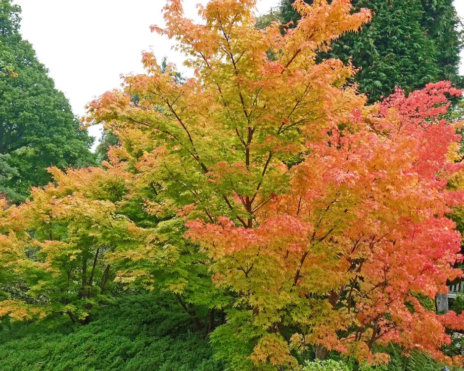 ACERSAN01_G998_02.webp