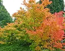 ACERSAN01_G998_02.webp