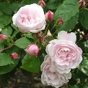 Rosier Blush Noisette-2.webp