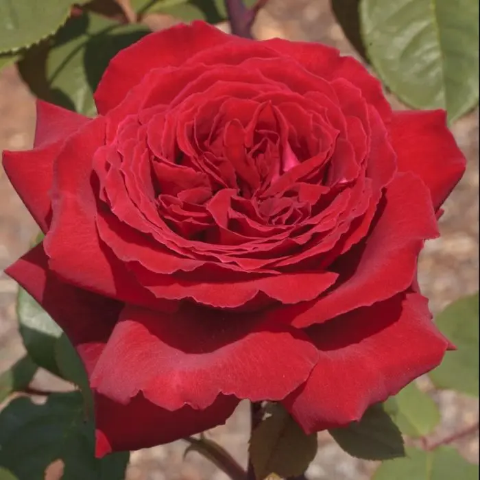 Rosier Botero®-2.webp