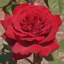 Rosier Botero®-2.webp