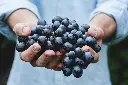 unsplash_vGQ49l9I4EE_raisin.jpg.webp