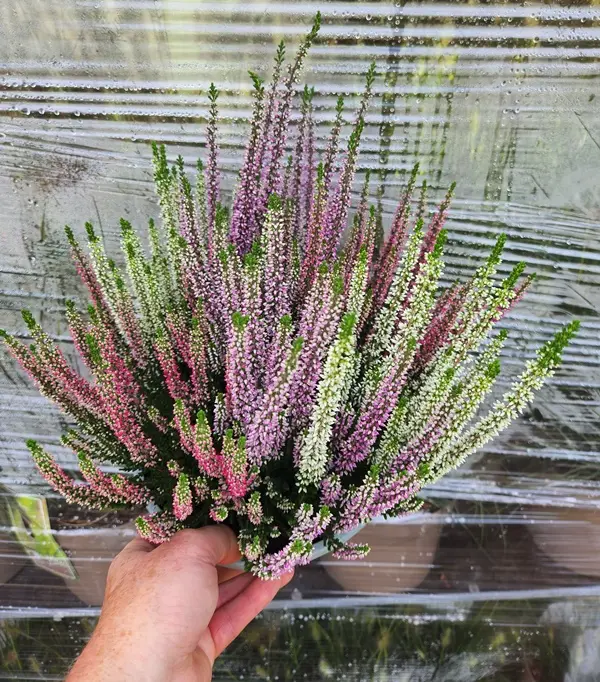 calluna-coupe-20250906_125422.webp