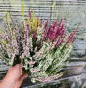 calluna-carnaval-p17-20250906_125406.webp