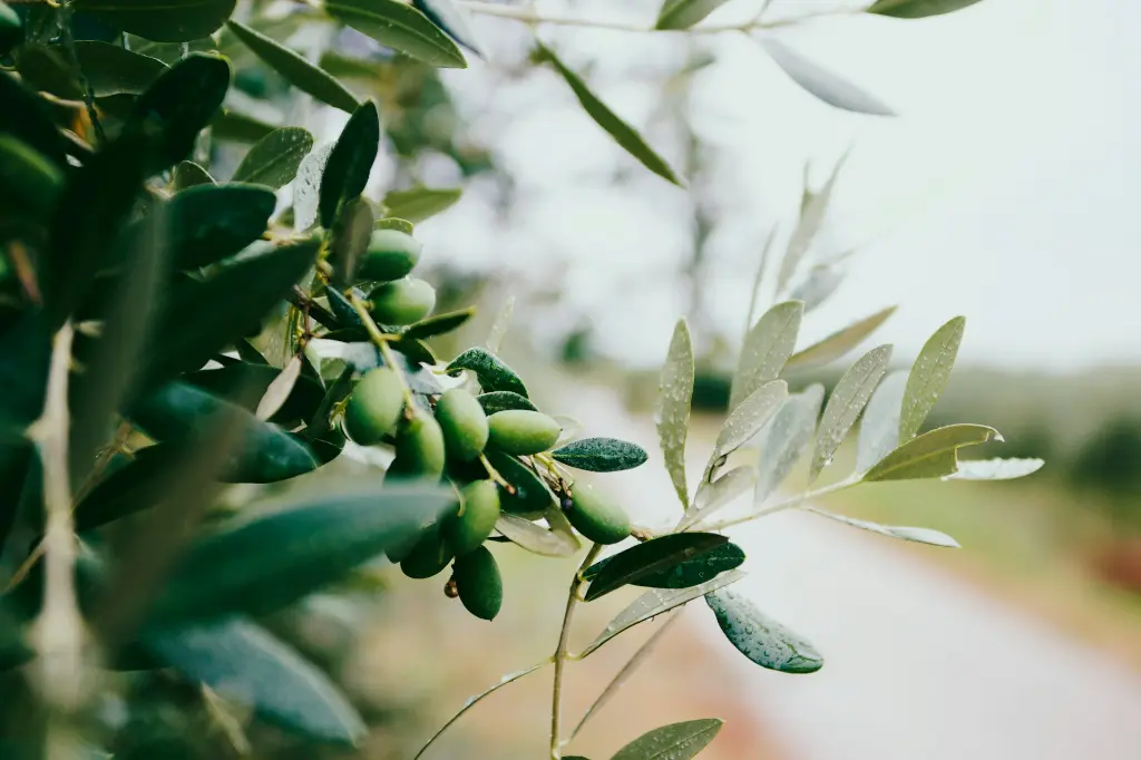unsplash_lIuxlN0zSjs_olive.webp