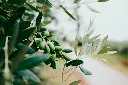 unsplash_lIuxlN0zSjs_olive.webp