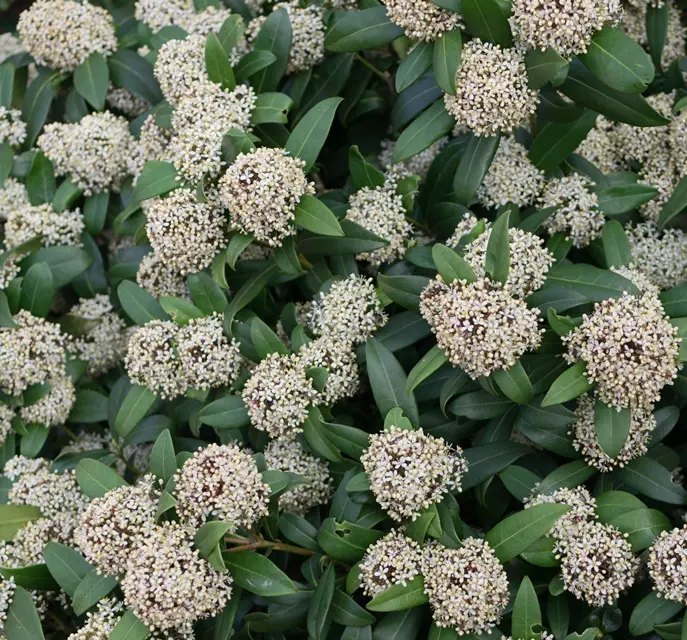 skimmia-fleurs-blanches-AdobeStock_306078265.webp