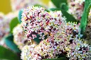 skimmia-jap-rubella-fleurs-AdobeStock_260551700.webp