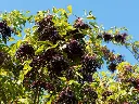 Sambucus nigra Haschberg-AdobeStock_373855794.webp