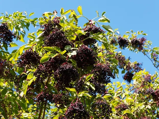 Sambucus nigra Haschberg-AdobeStock_373855794.webp