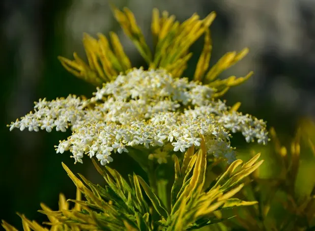 Sambucus nigra Golden tower_AdobeStock_838333784.webp