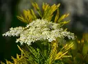Sambucus nigra Golden tower_AdobeStock_838333784.webp
