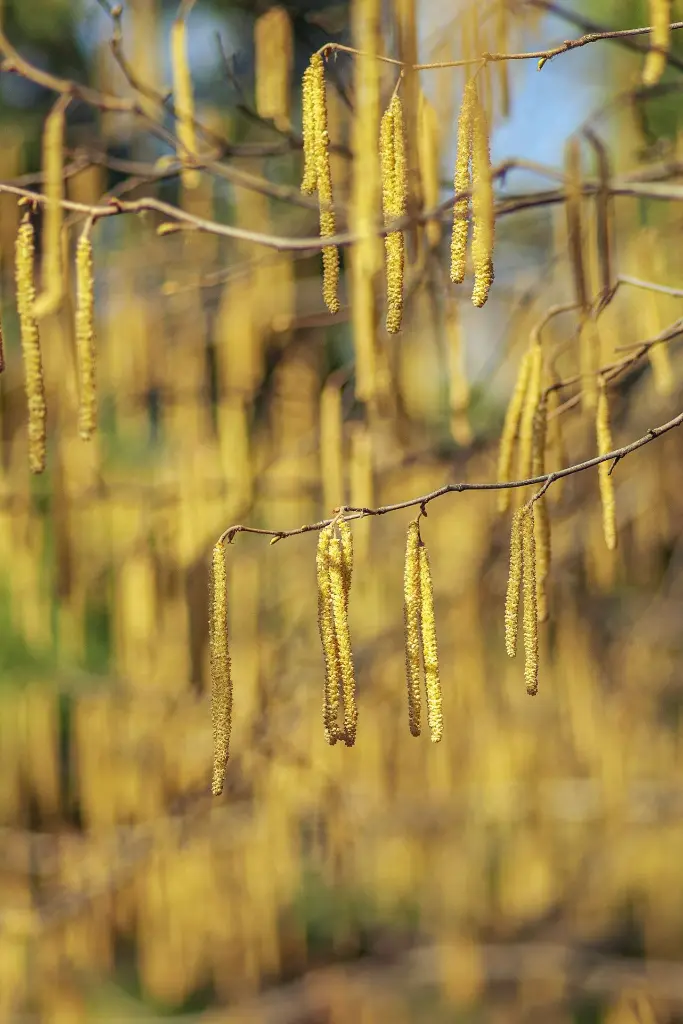 unsplash_mQ8HyeGSccU_corylus.webp