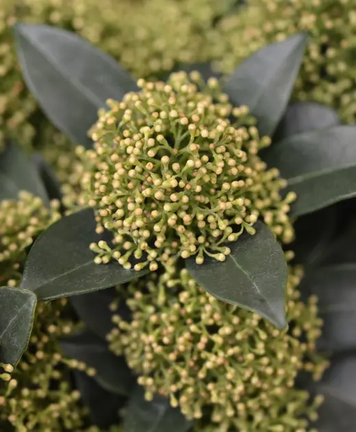 Skimmia japonica Marlot -AdobeStock_304026242.webp