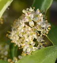 Skimmia japonica Marlot -AdobeStock_260100135.webp