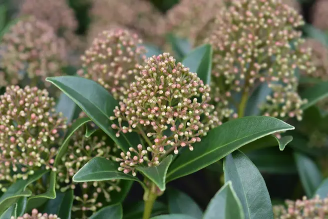 Skimmia japonica Marlot -AdobeStock_300587790.webp
