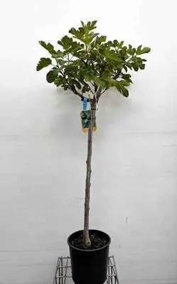 ficus-demi-tige.webp