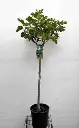 ficus-demi-tige.webp