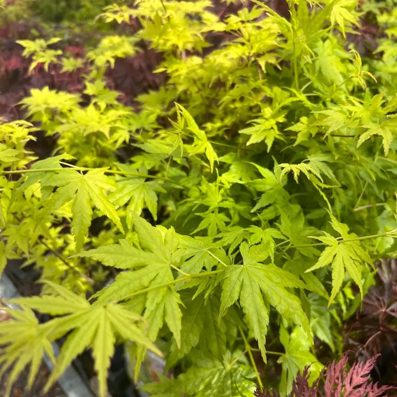 Acer palmatum Going Green®-2.webp