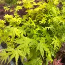 Acer palmatum Going Green®-2.webp