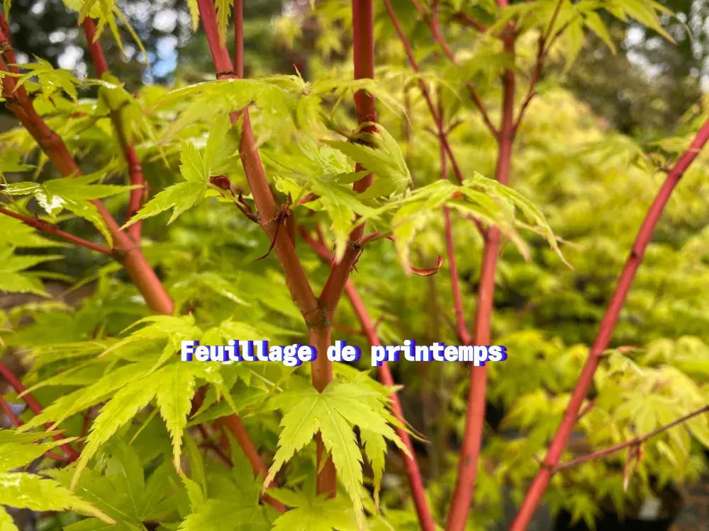 Acer palmatum Sangokaku-printemps.webp