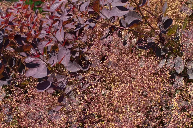 Cotinus coggygria Royal Purple-AdobeStock_351632964.webp