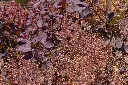Cotinus coggygria Royal Purple-AdobeStock_351632964.webp
