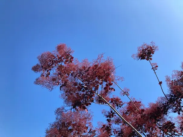 Cotinus coggygria Royal Purple-AdobeStock_833918499.webp