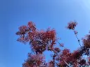 Cotinus coggygria Royal Purple-AdobeStock_833918499.webp