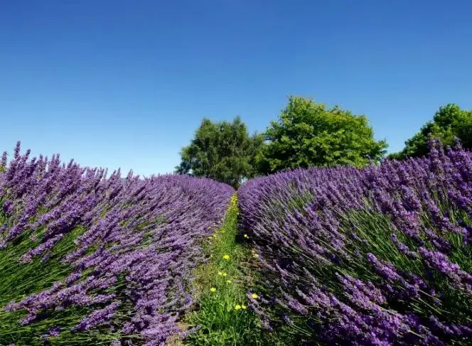 Lavandula intermedia Grosso-2.webp