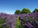 Lavandula intermedia Grosso-2.webp