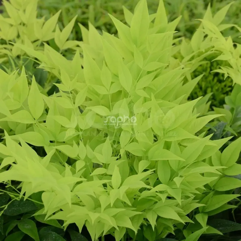 nandina-domestica-magical-lemon-lime-lemlim-.webp