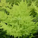 nandina-domestica-magical-lemon-lime-lemlim-.webp