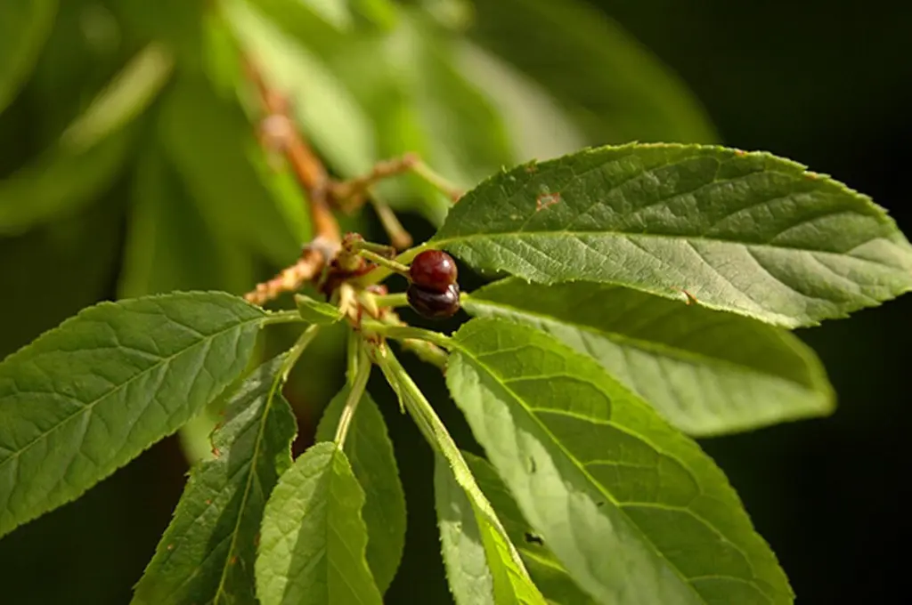 PRUNMAA01_G998_02.webp