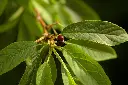 PRUNMAA01_G998_02.webp