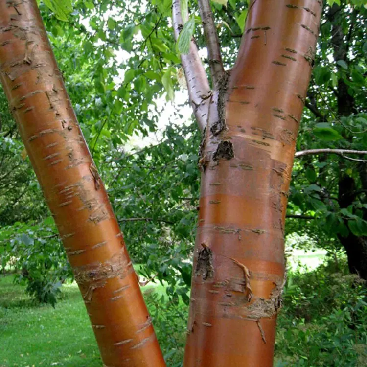 PRUNMAA01_G998_03.webp