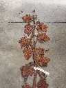 20250916_120254.webp