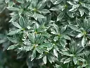 Pieris japonica Little Heath-AdobeStock_676337455.webp