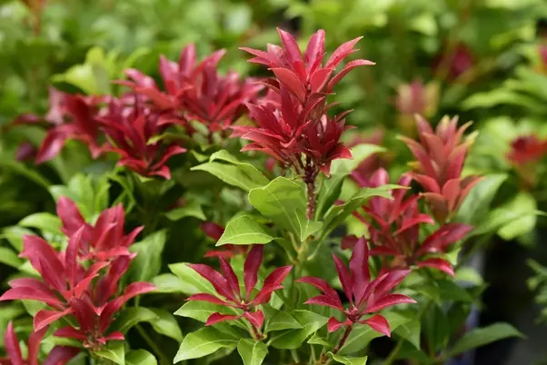 Pieris japonica Mountain Fire-AdobeStock_594004785.webp