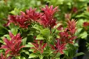 Pieris japonica Mountain Fire-AdobeStock_594004785.webp